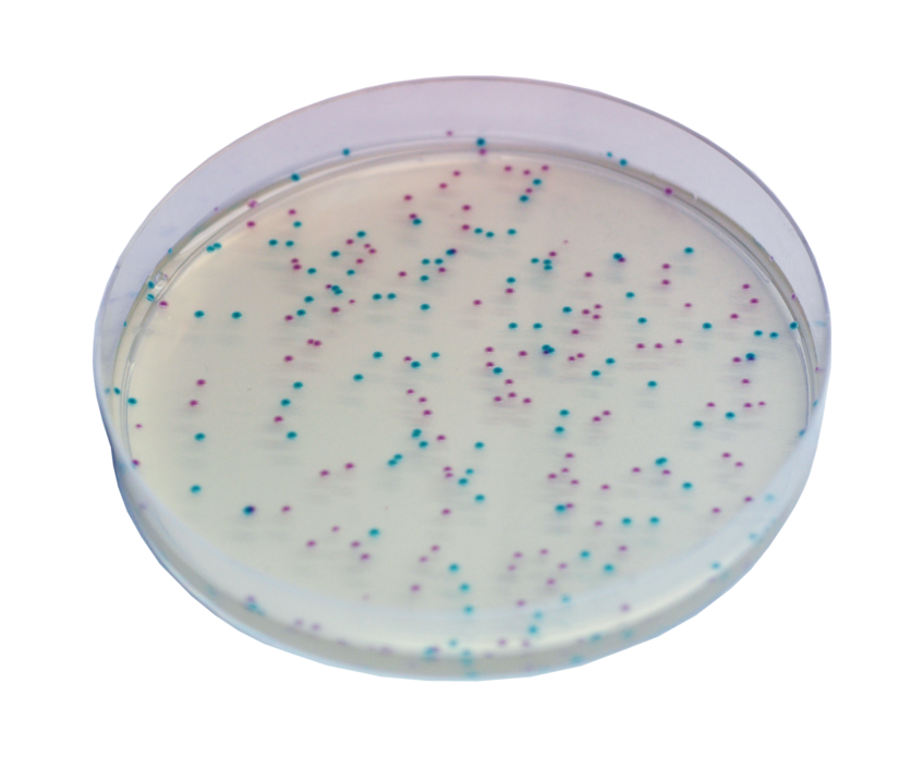 CHROMagar™ ECC - 500 g