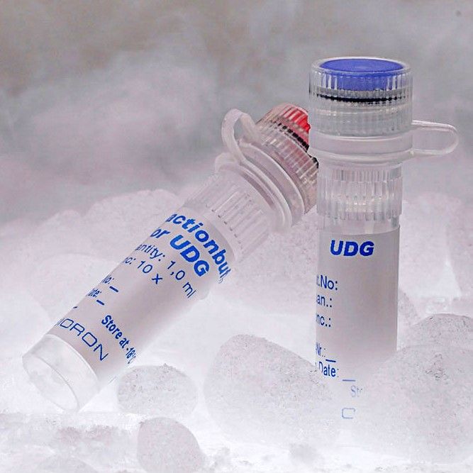 BIORON Uracil-DNA Glycosylase (UDG) - 1000 U