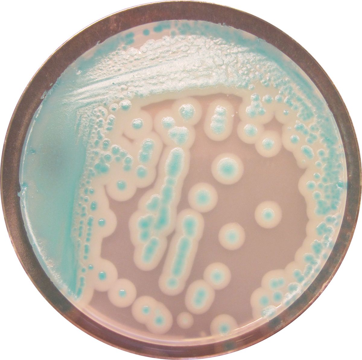 CHROMagar™ B.cereus - 5000 ml