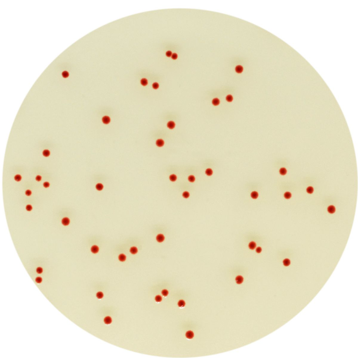 CHROMagar™ Campylobacter - 5000 ml