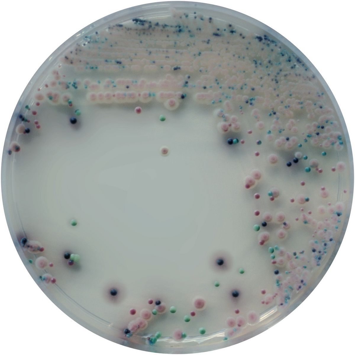 CHROMagar™ Candida - 5000 ml