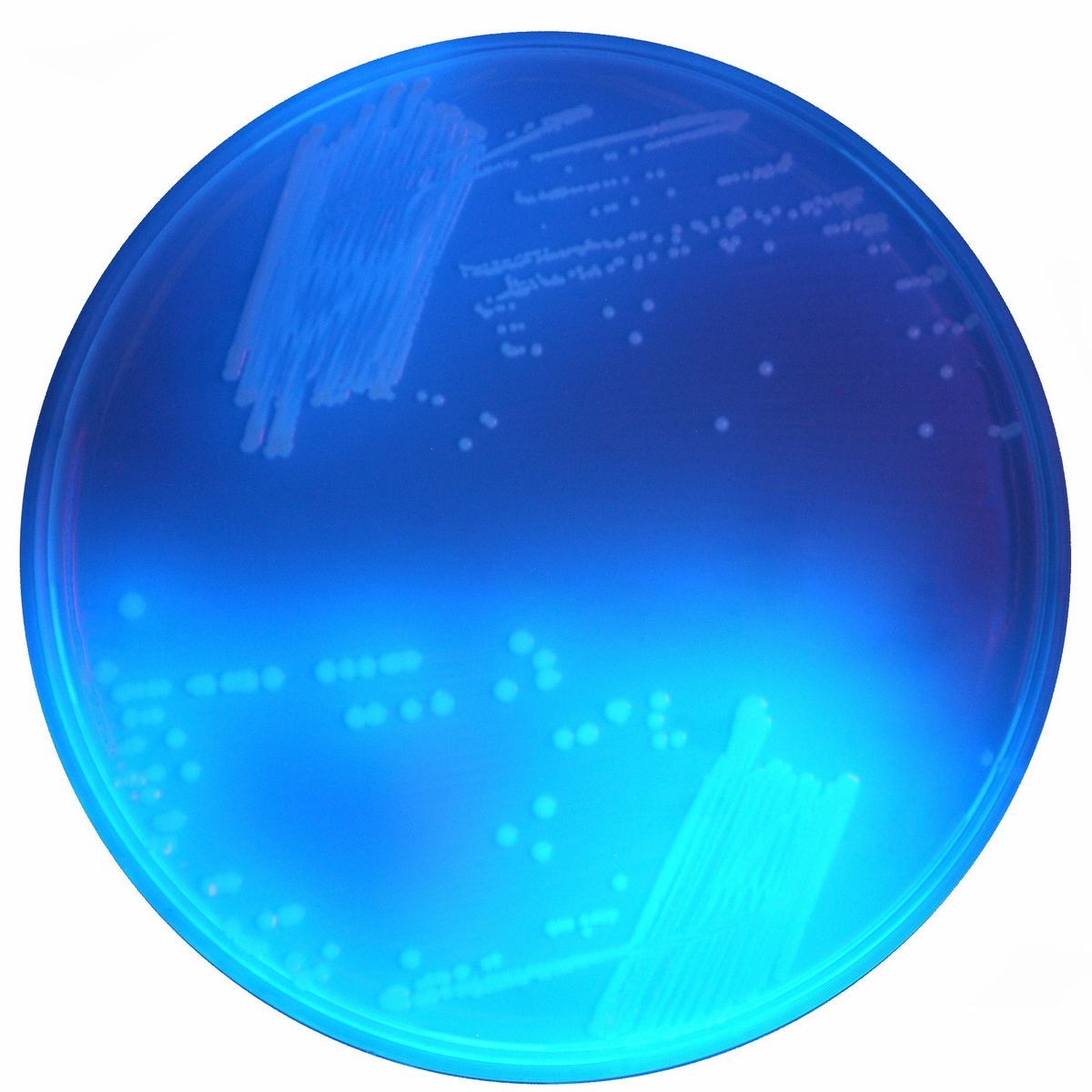 CHROMagar™ C. difficile - 5000 ml