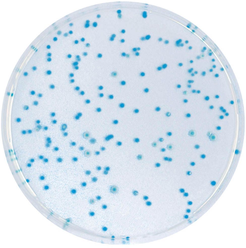 CHROMagar™ E.coli - 25 L