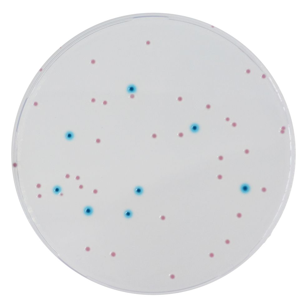 CHROMagar™ Enterobacteria - 5000 ml