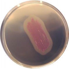 CHROMagar™ Identification Listeria - 250 ml