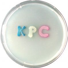CHROMagar™ KPC - 5000 ml