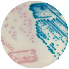 CHROMagar™ LIN-R - 5000 ml