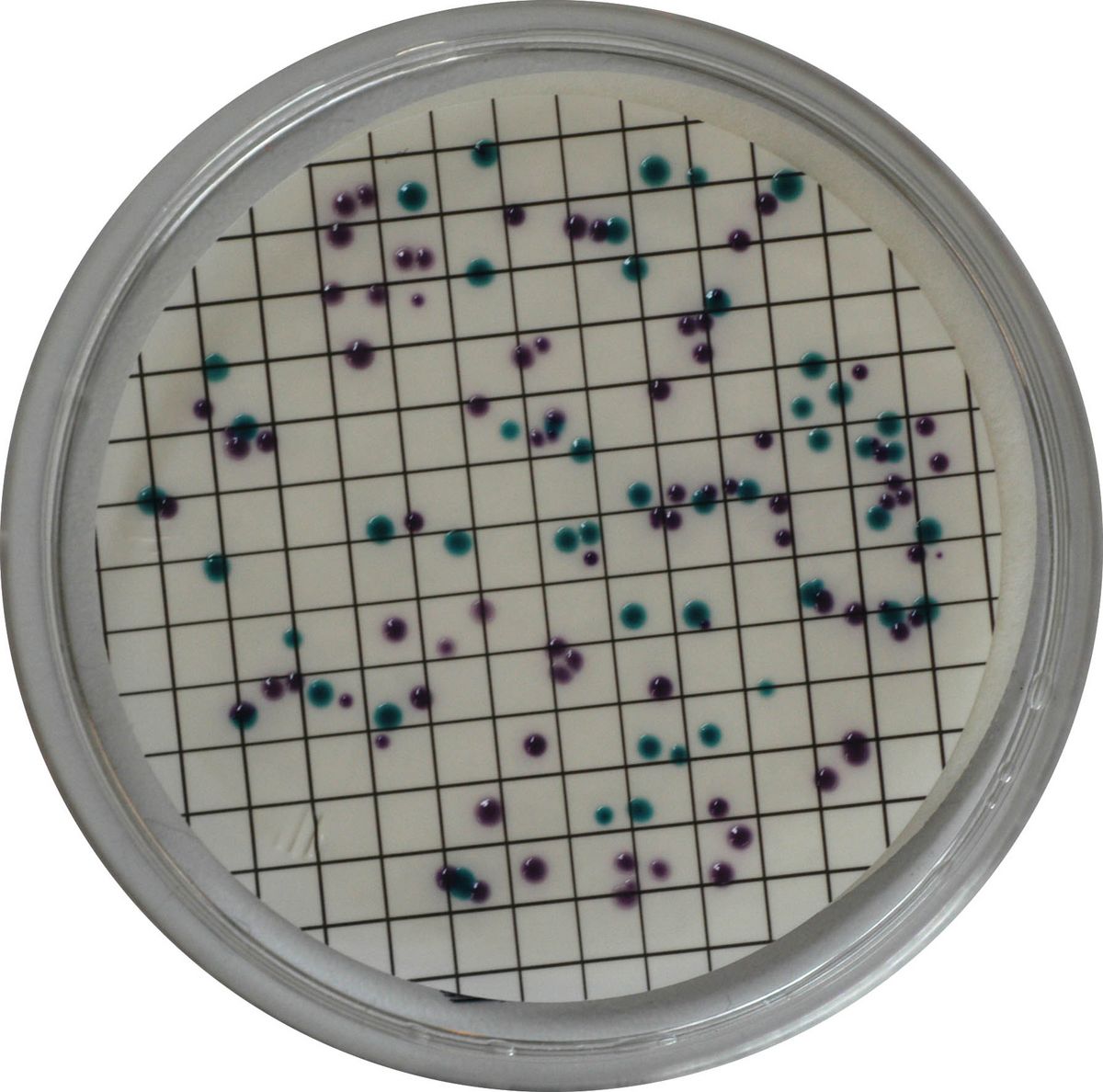 CHROMagar™ Liquid ECC - 5000 ml