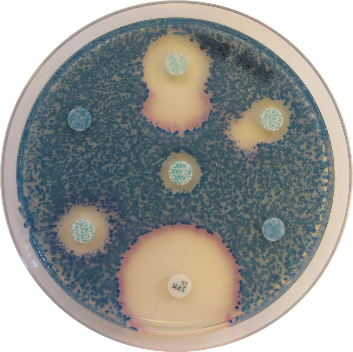 CHROMagar™ MH Orientation - 5000 ml