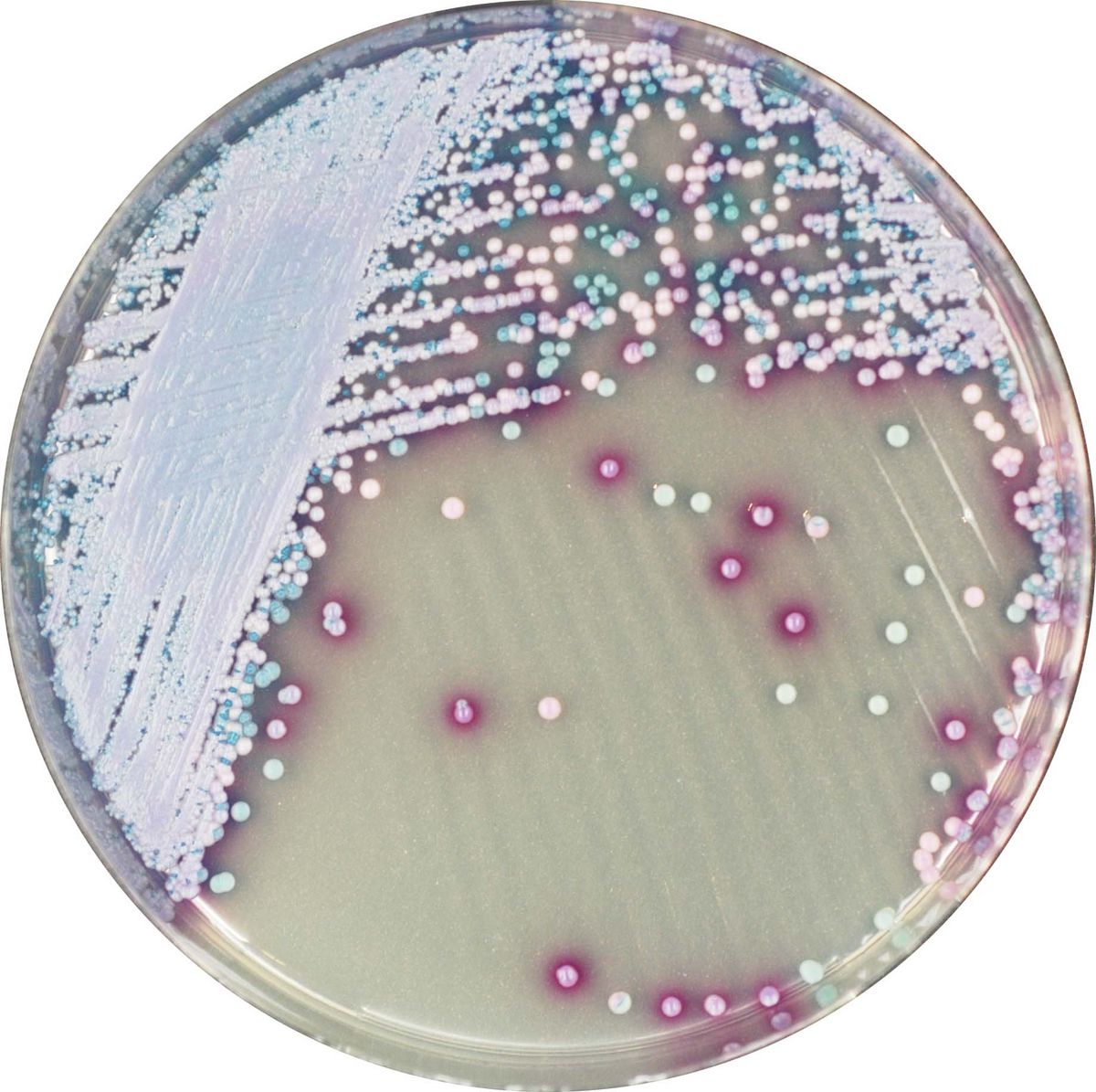 CHROMagar™ Malassezia - 25 L