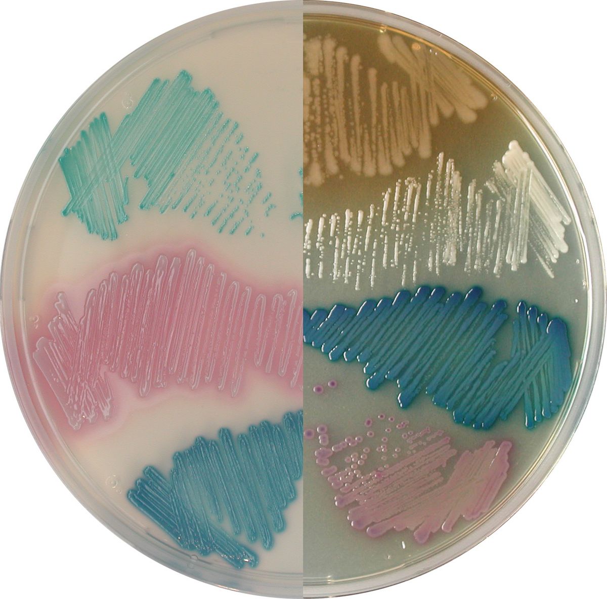 CHROMagar™ Mastitis - 2 x 5000 ml