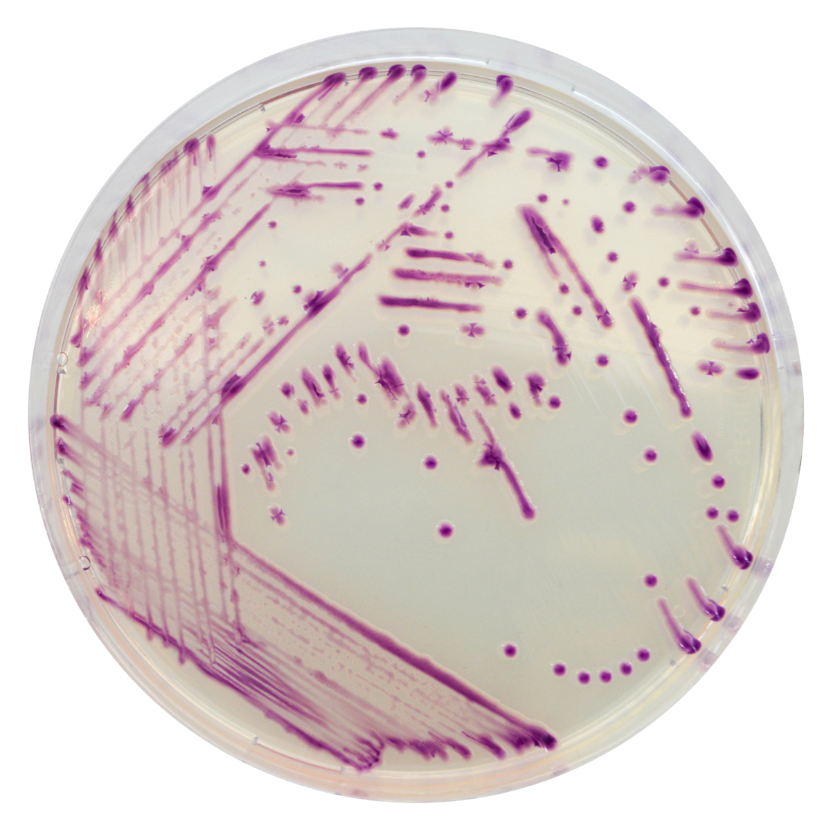 CHROMagar™ Pasteurella - 5000 ml