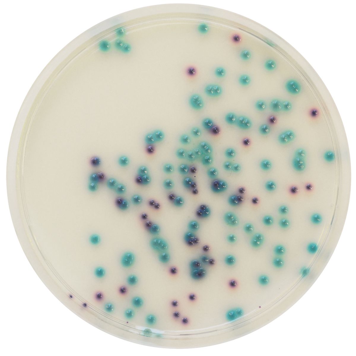 CHROMagar™ Pseudomonas - 25 L