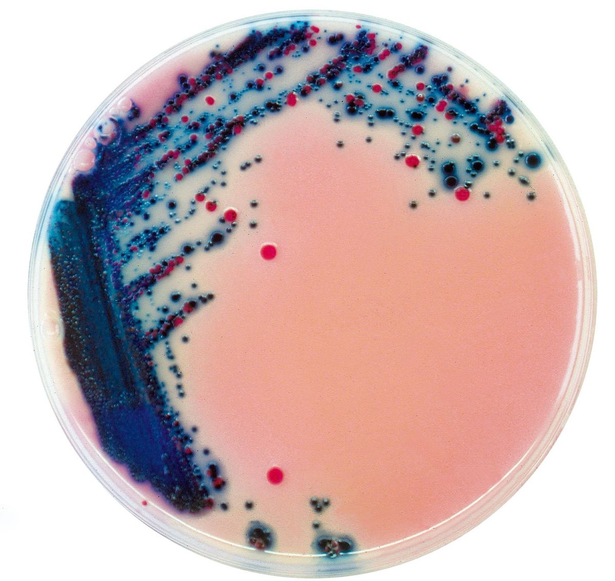 Rambach™ Agar - 5000 ml