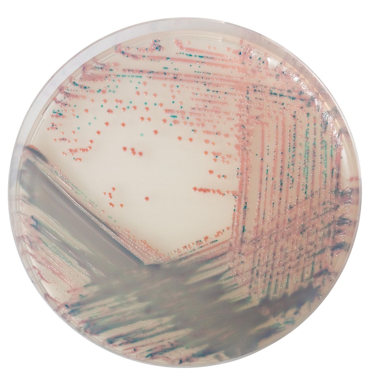 CHROMagar™ Staph aureus - 5000 ml