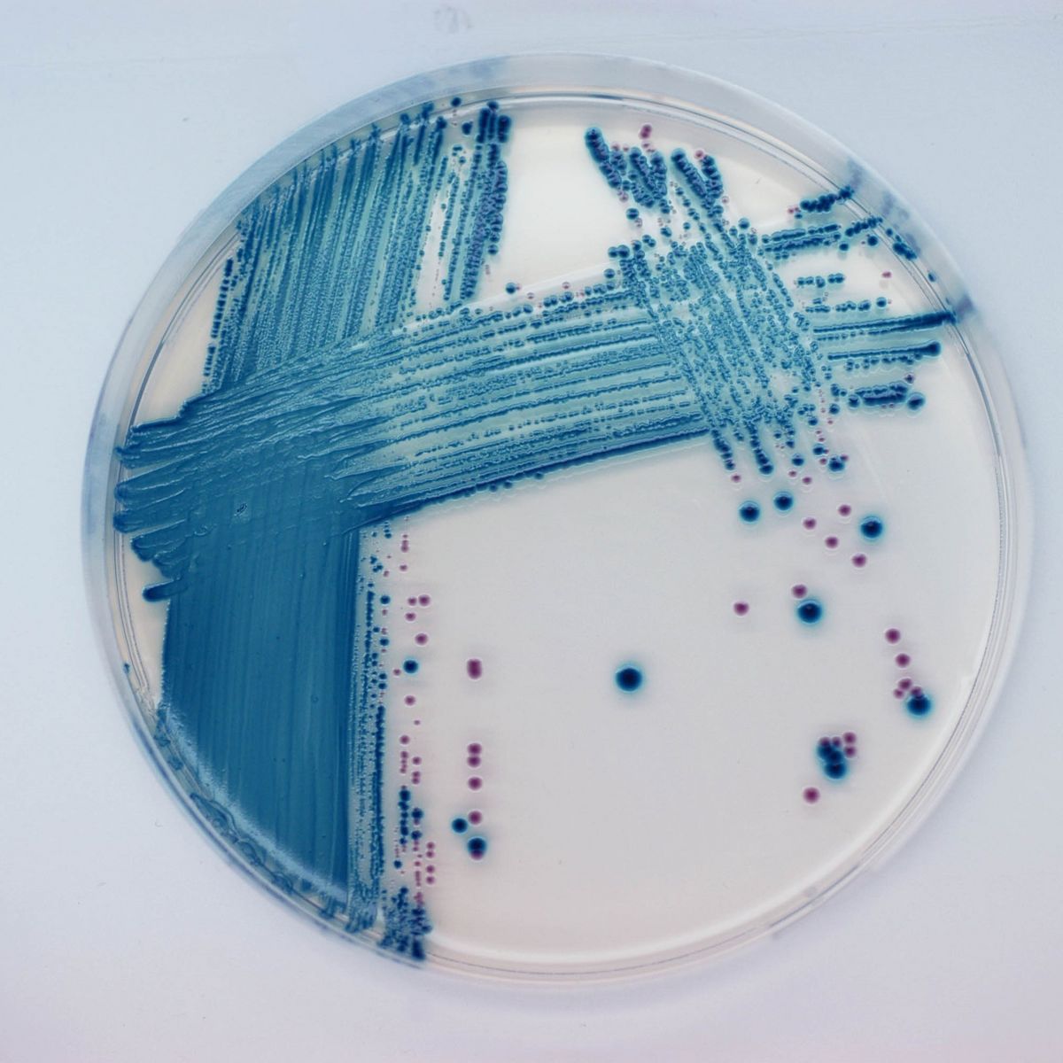 CHROMagar™ STEC - 5000 ml