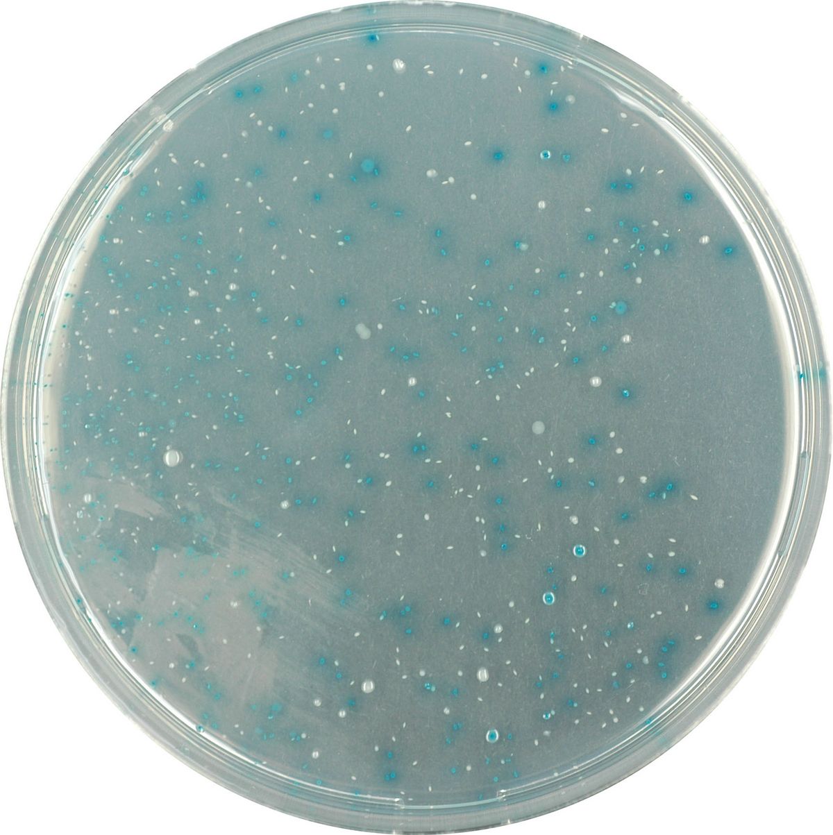 CHROMagar™ TBX - 500 g