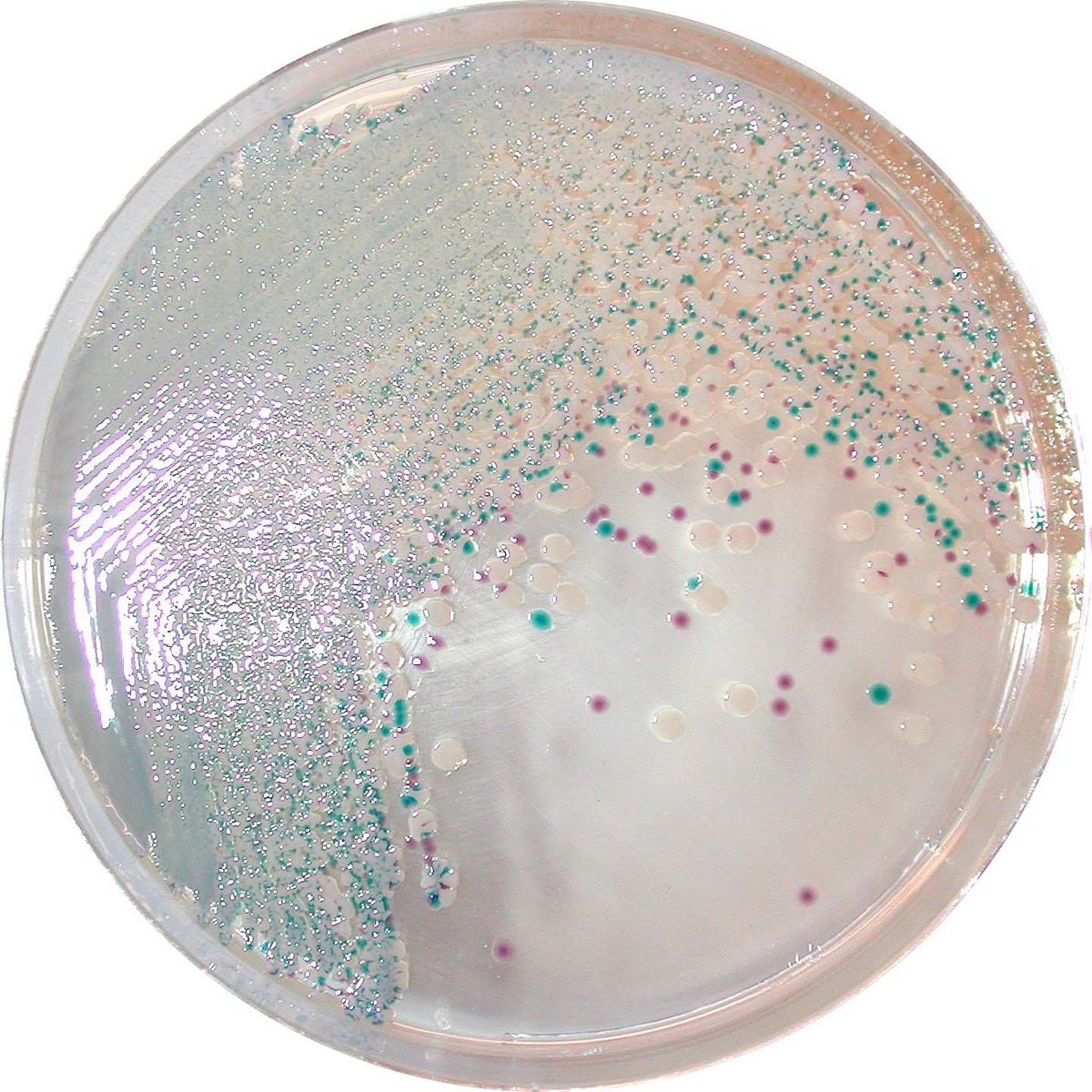 CHROMagar™ Vibrio - 5000 ml