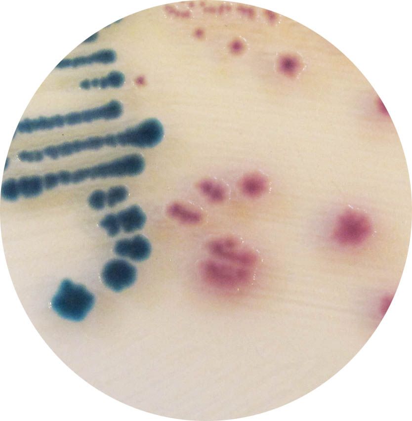 CHROMagar™ Y.enterocolitica - 5000 ml