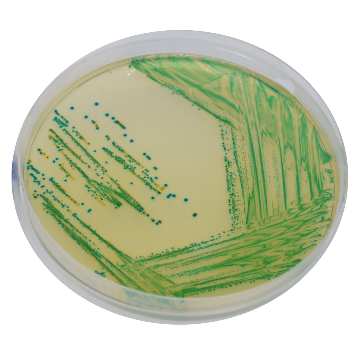 CHROMagar™ Cronobacter - 500 g