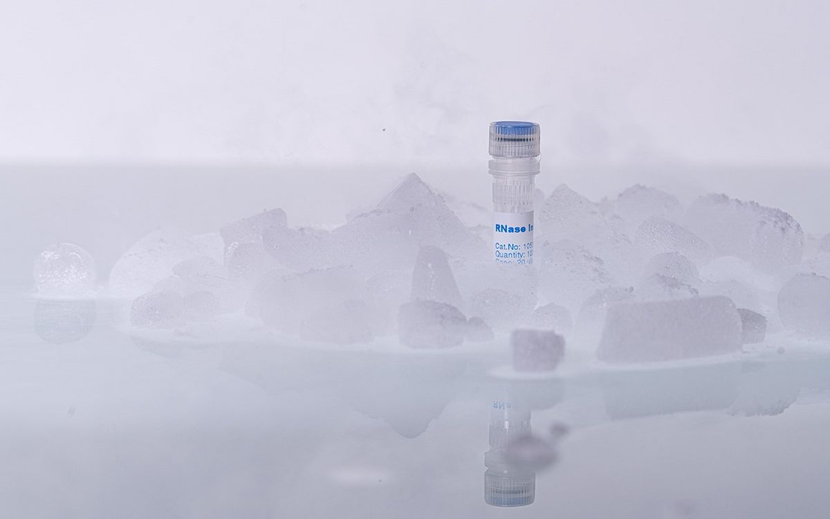 BIORON RNase Inhibitor - 2000 U